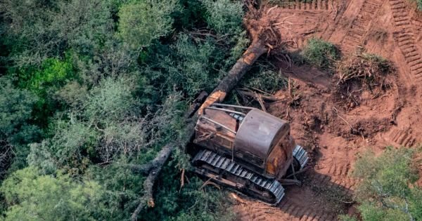 Argentína je proti „štandardnej“ rizikovej klasifikácii odlesňovania EÚ - neovládacieho prvku