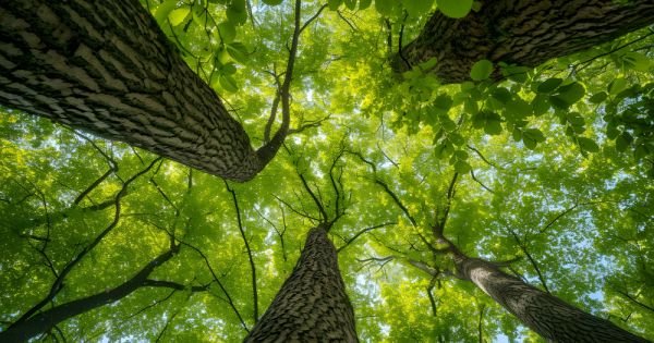 Paraguaj očakáva viac ako 1 miliardu USD v investíciách zo Singapuru do uhlíkových kreditov